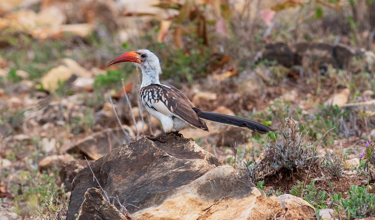 Northern Red-billed Hornbill - Shailesh Pinto