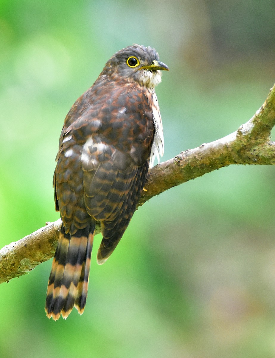 Philippine Hawk-Cuckoo - Chris Chafer