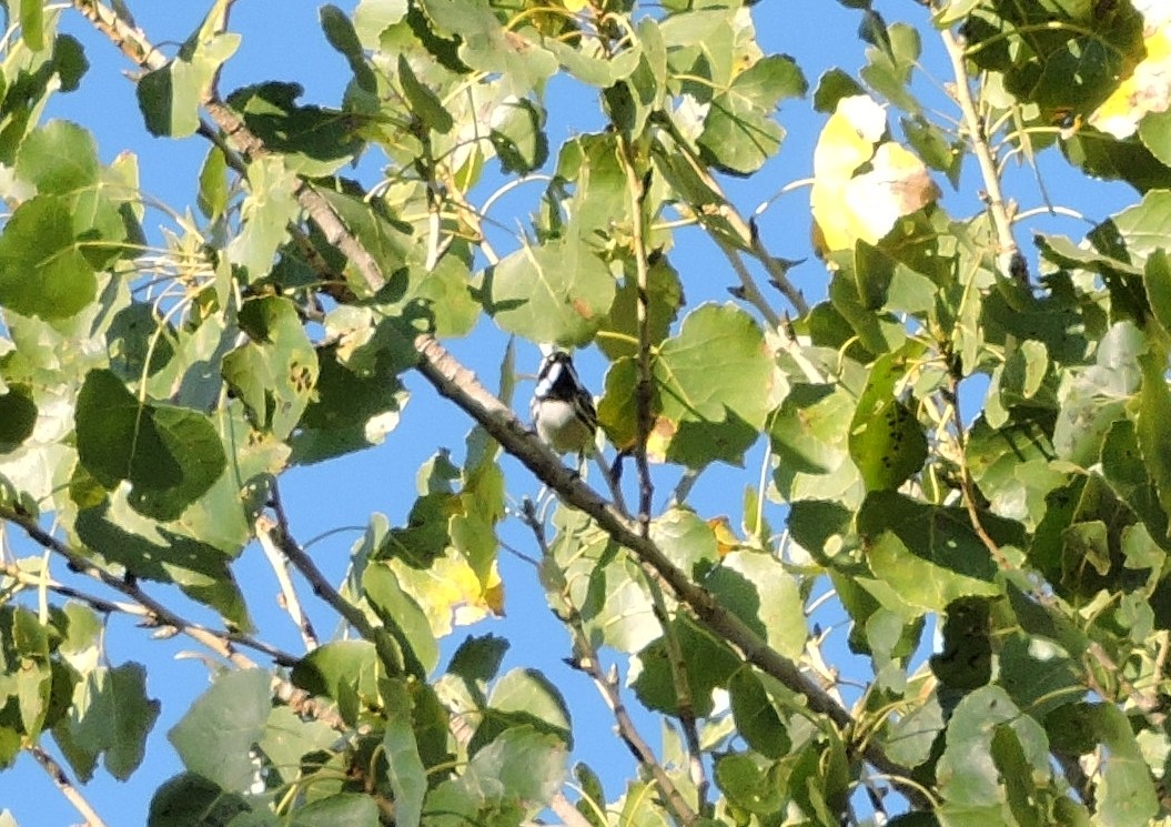 Black-throated Gray Warbler - Greg Cross