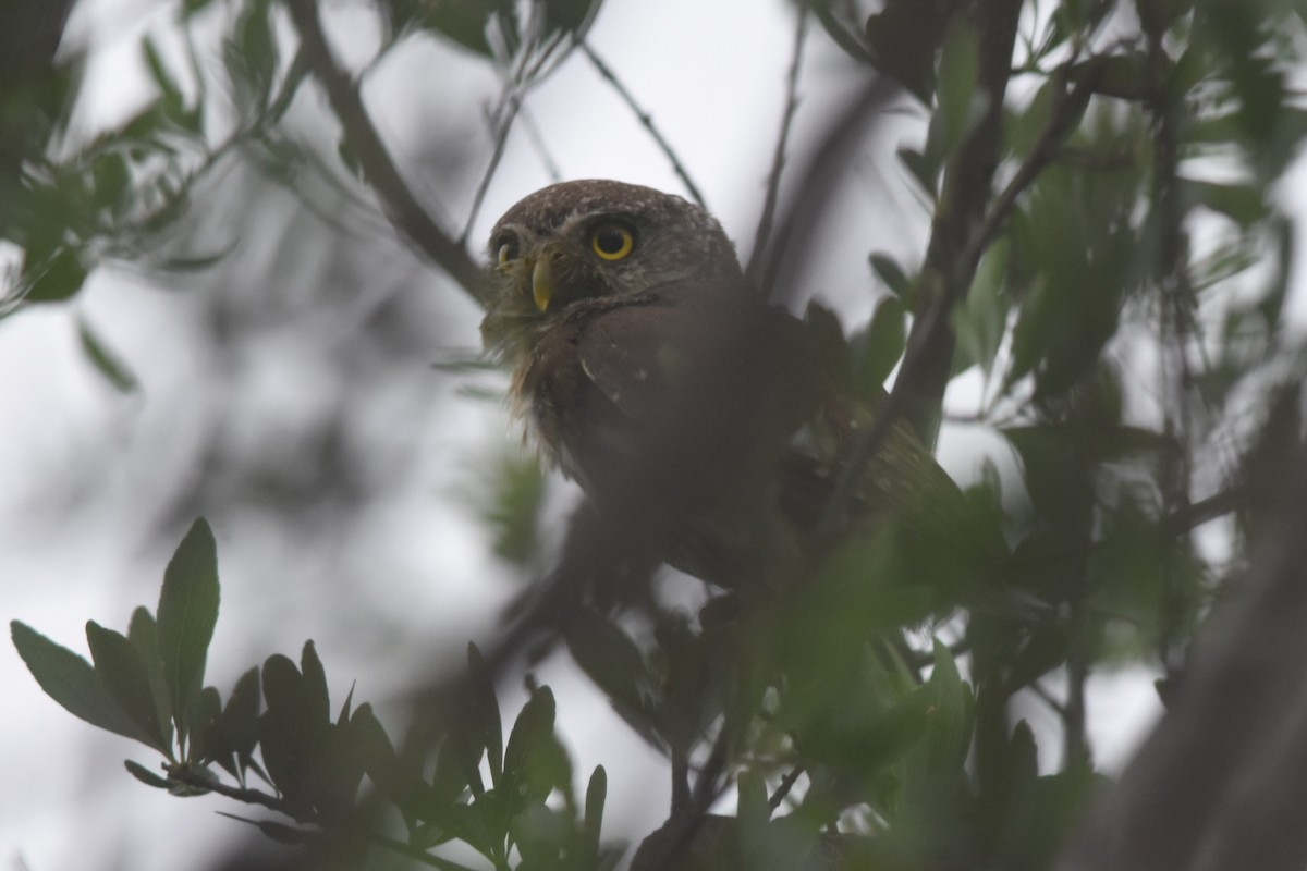 Colima Pygmy-Owl - ML360486881