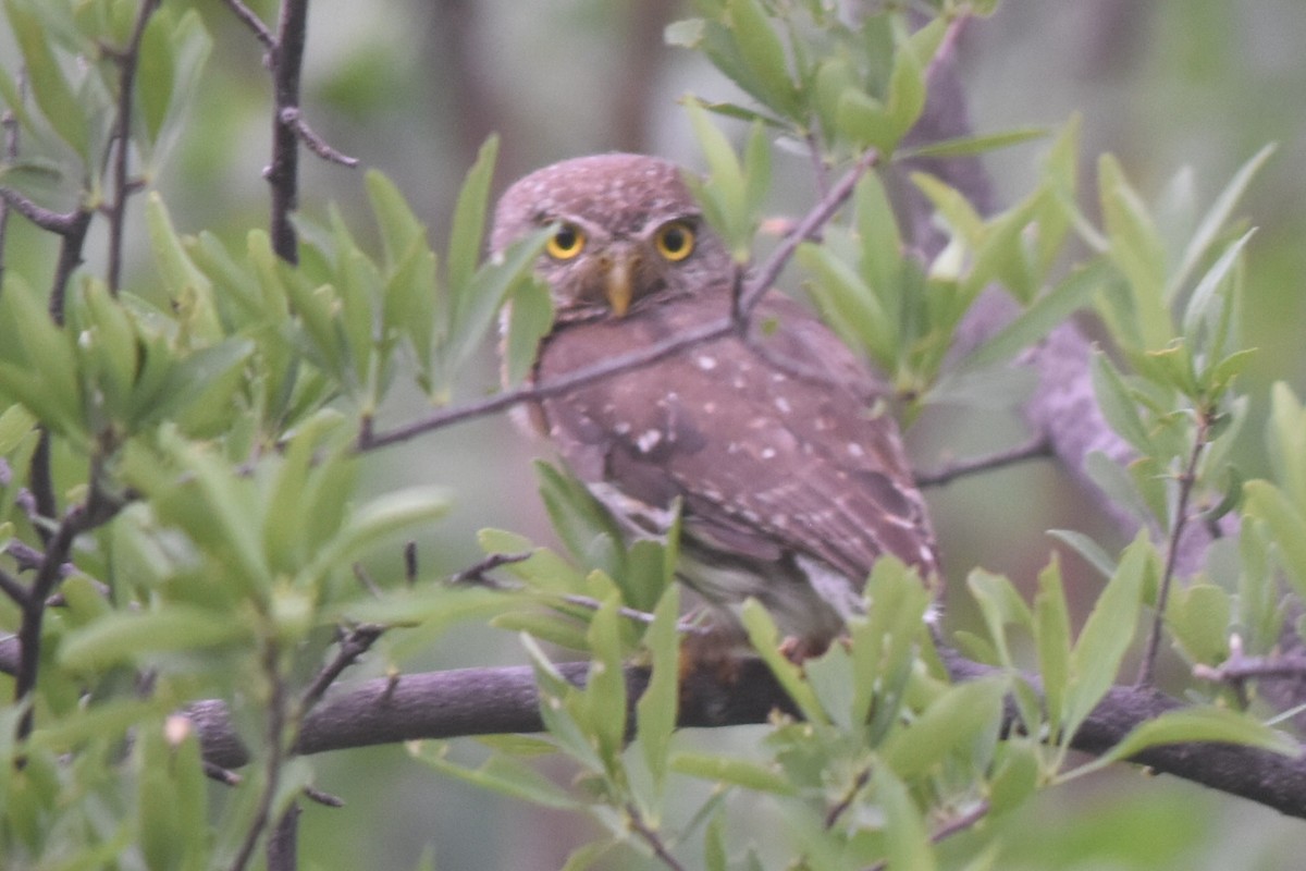 Colima Pygmy-Owl - ML360486891