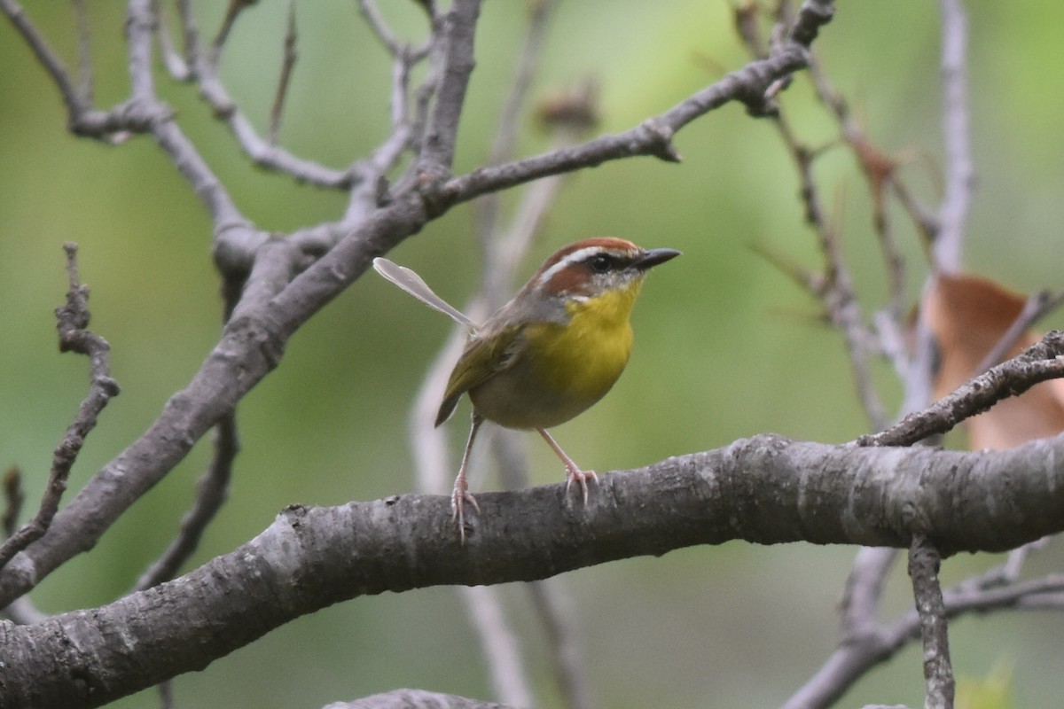 Rufous-capped Warbler - ML360487301