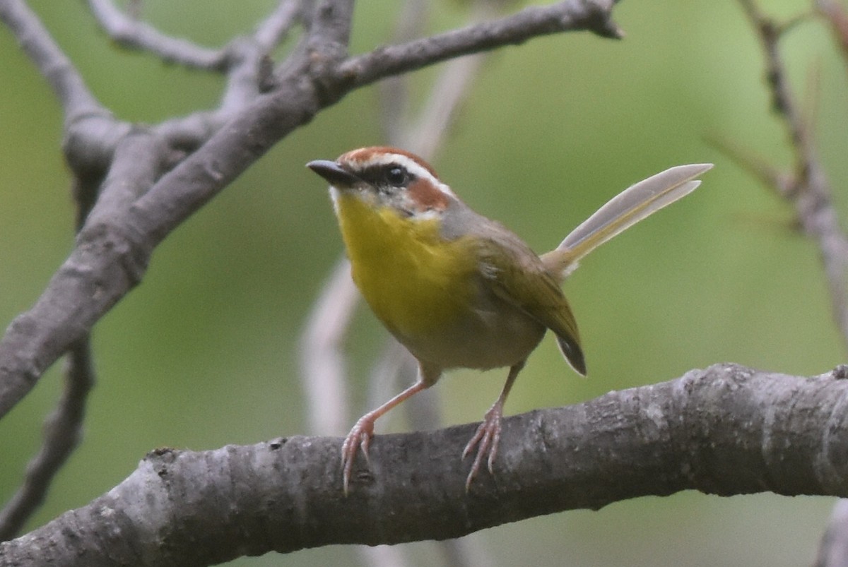 Rufous-capped Warbler - ML360487311