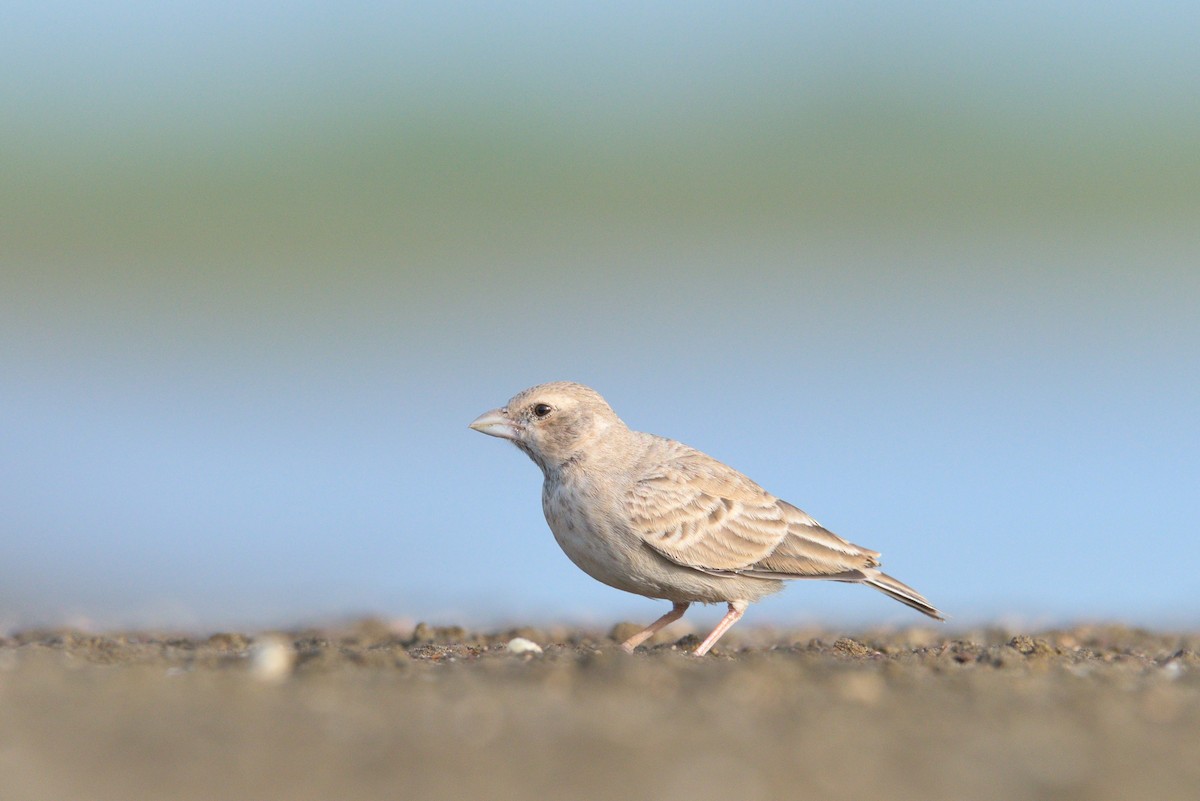 Ashy-crowned Sparrow-Lark - ML360489351