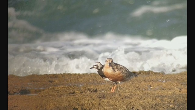 Red Knot - ML360492171