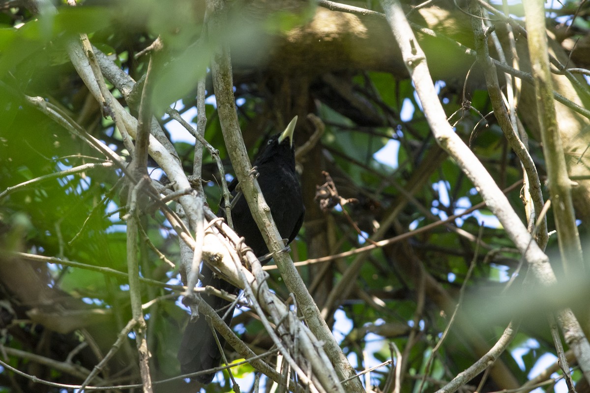 Yellow-billed Cacique - ML360497641