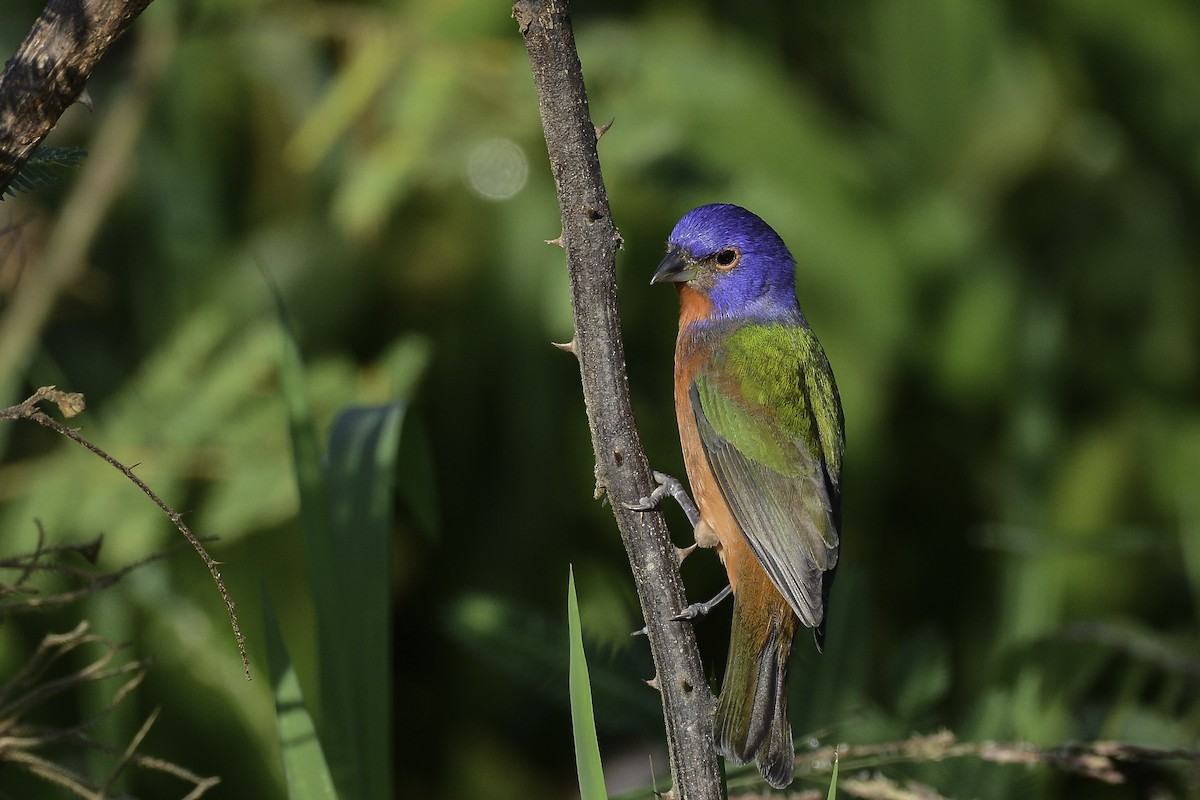 Painted Bunting - Moises Rodriguez