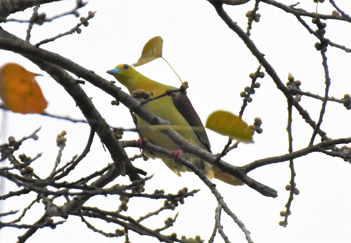 Wedge-tailed Green-Pigeon - ML360509111