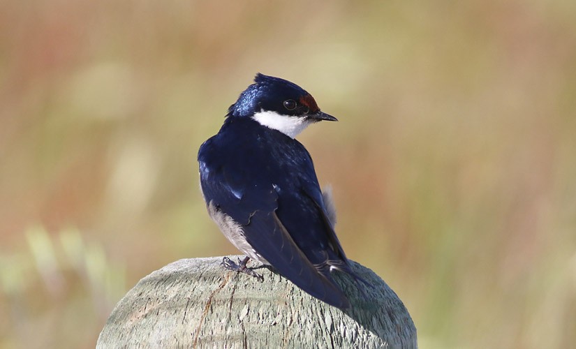 White-throated Swallow - Anonymous