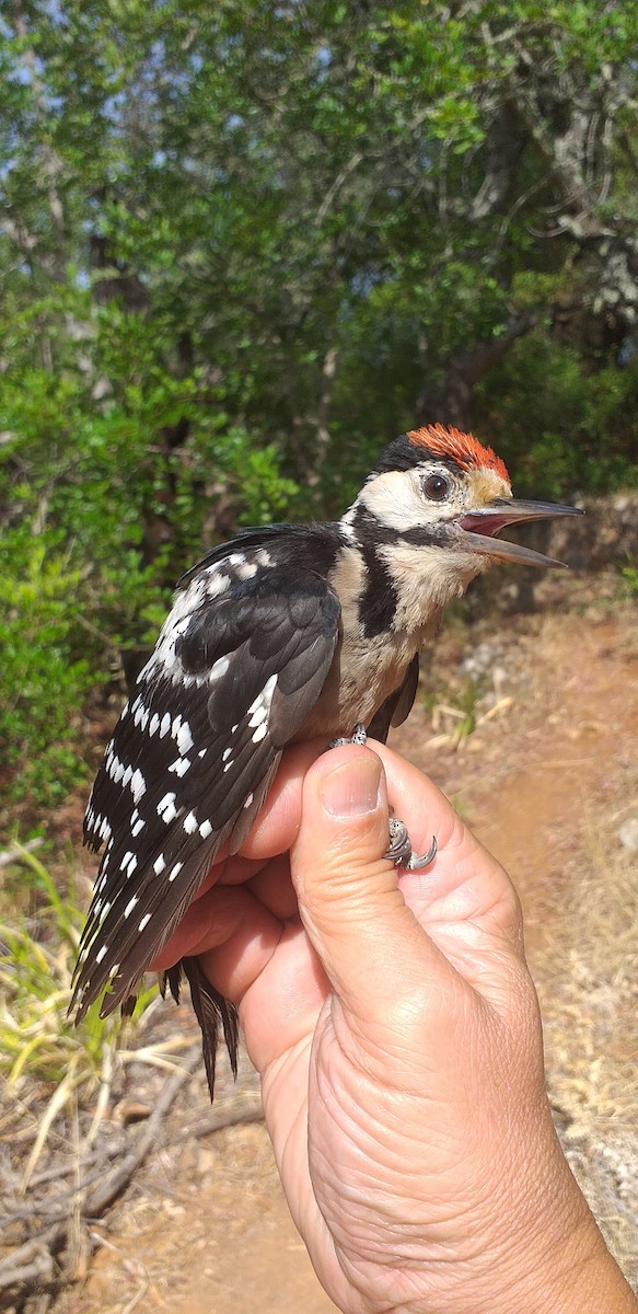 Great Spotted Woodpecker - ML360511041