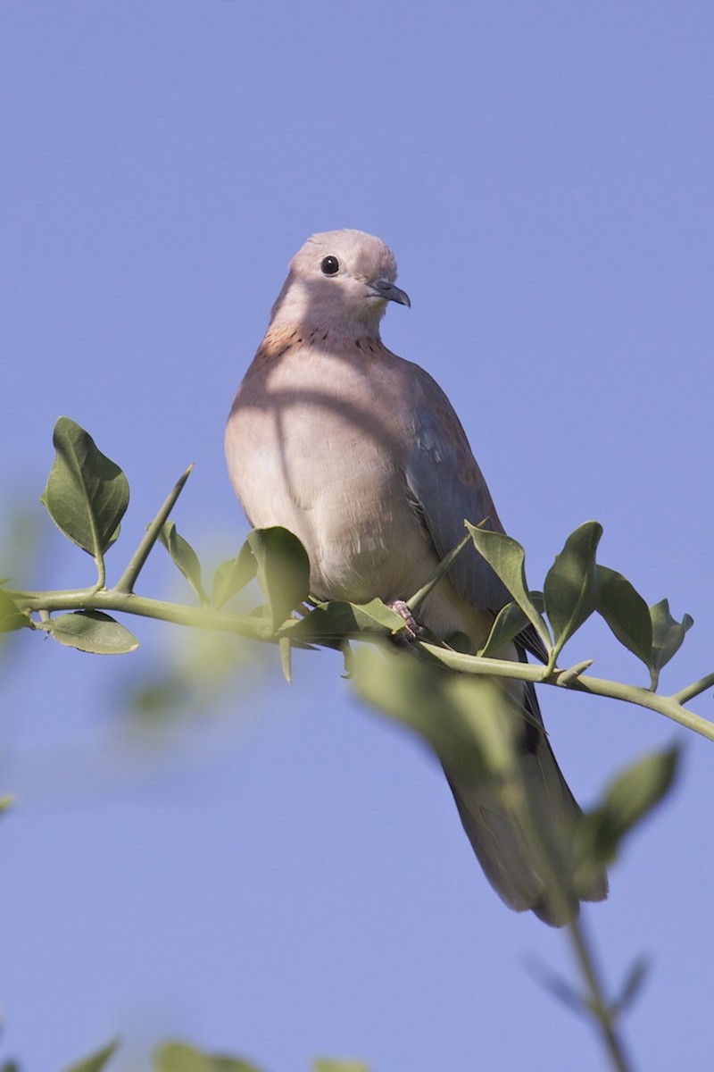 Laughing Dove - Anonymous
