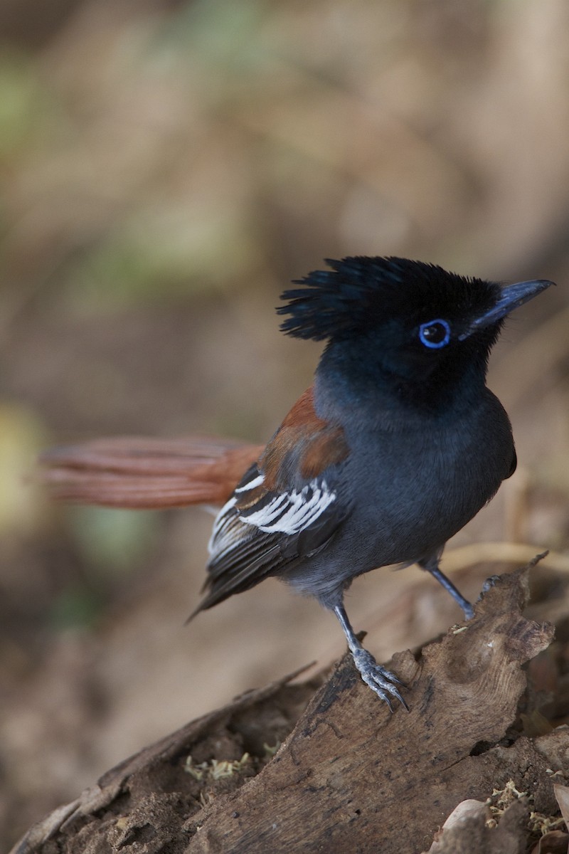 African Paradise-Flycatcher - Anonymous
