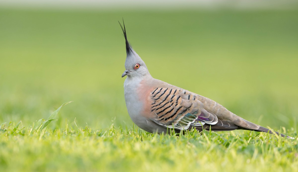 Crested Pigeon - ML360512181