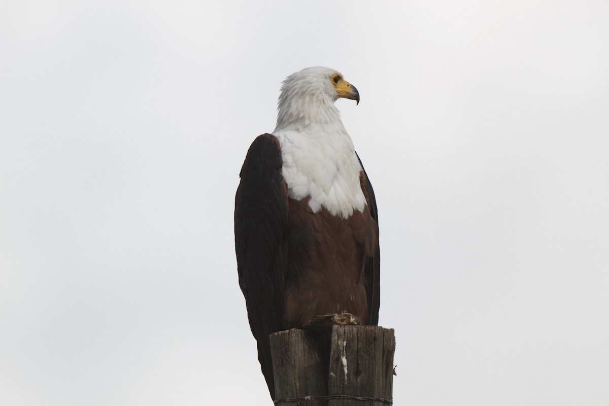 African Fish-Eagle - ML360512421