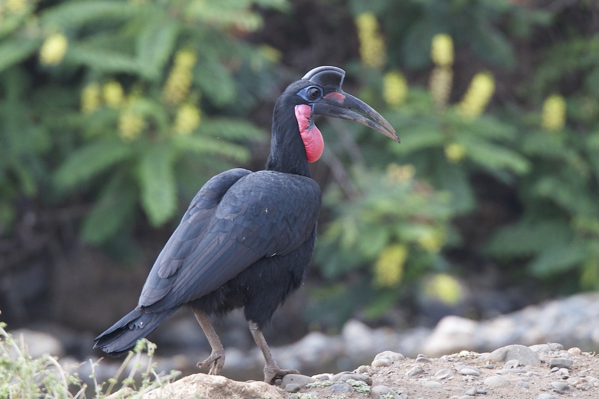 Abyssinian Ground-Hornbill - Anonymous