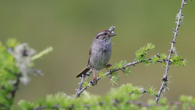 Swamp Sparrow - ML360517891