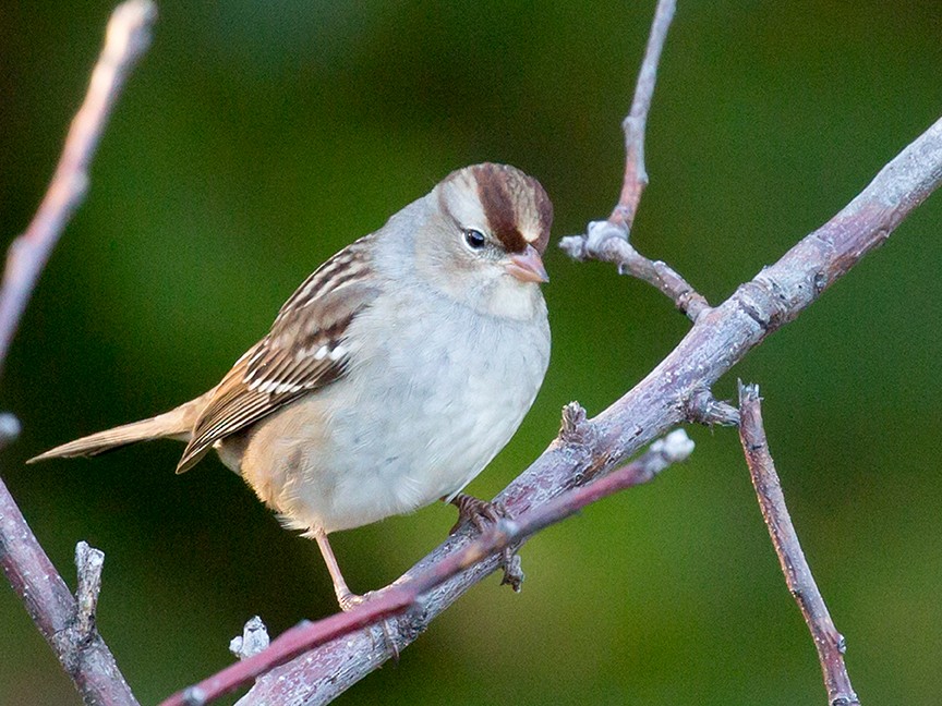 White-crowned Sparrow - ML36052321