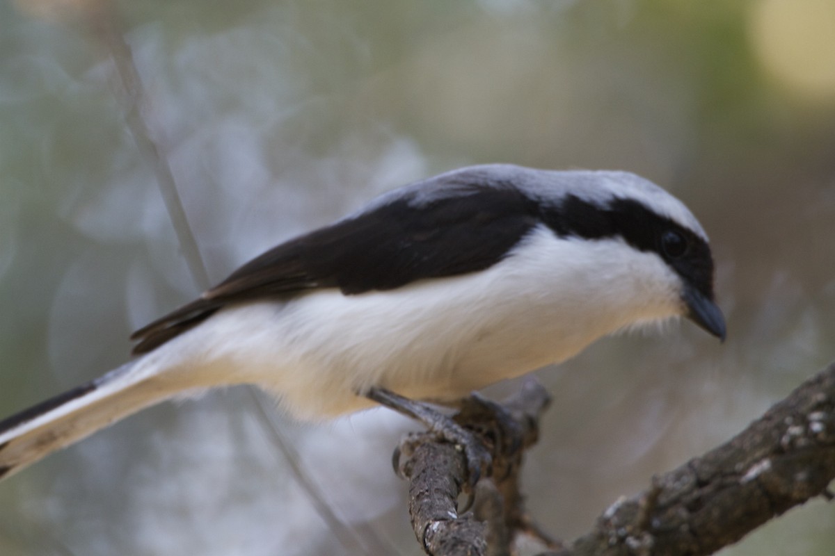 Gray-backed Fiscal - ML360526131