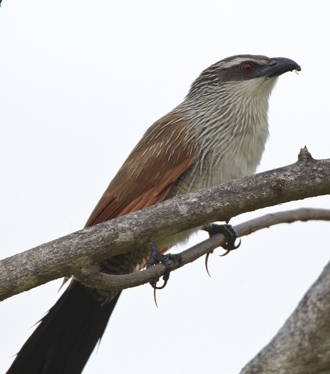 White-browed Coucal - ML360526521