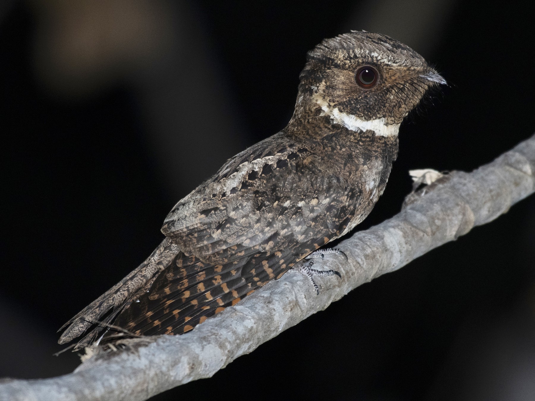 Rufous Nightjar - Josanel Sugasti -photographyandbirdingtourspanama