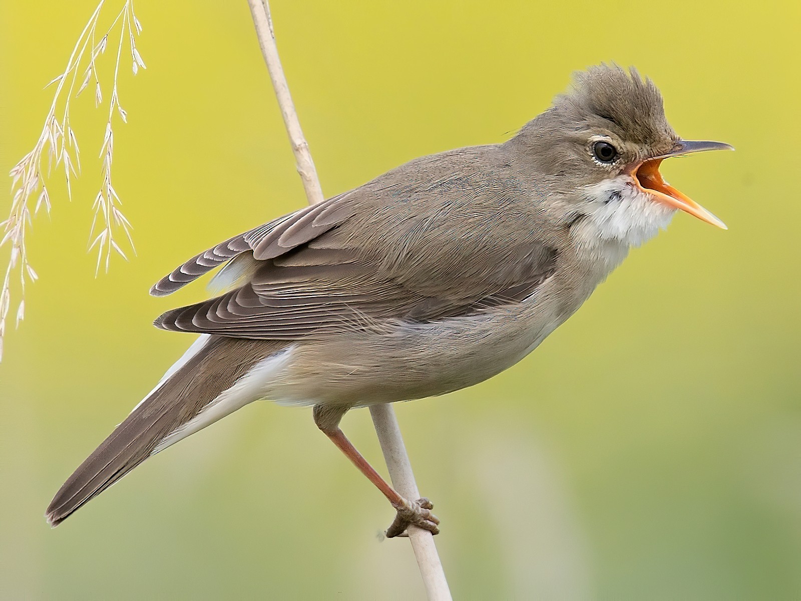 Marsh Warbler - Stanislav Harvančík