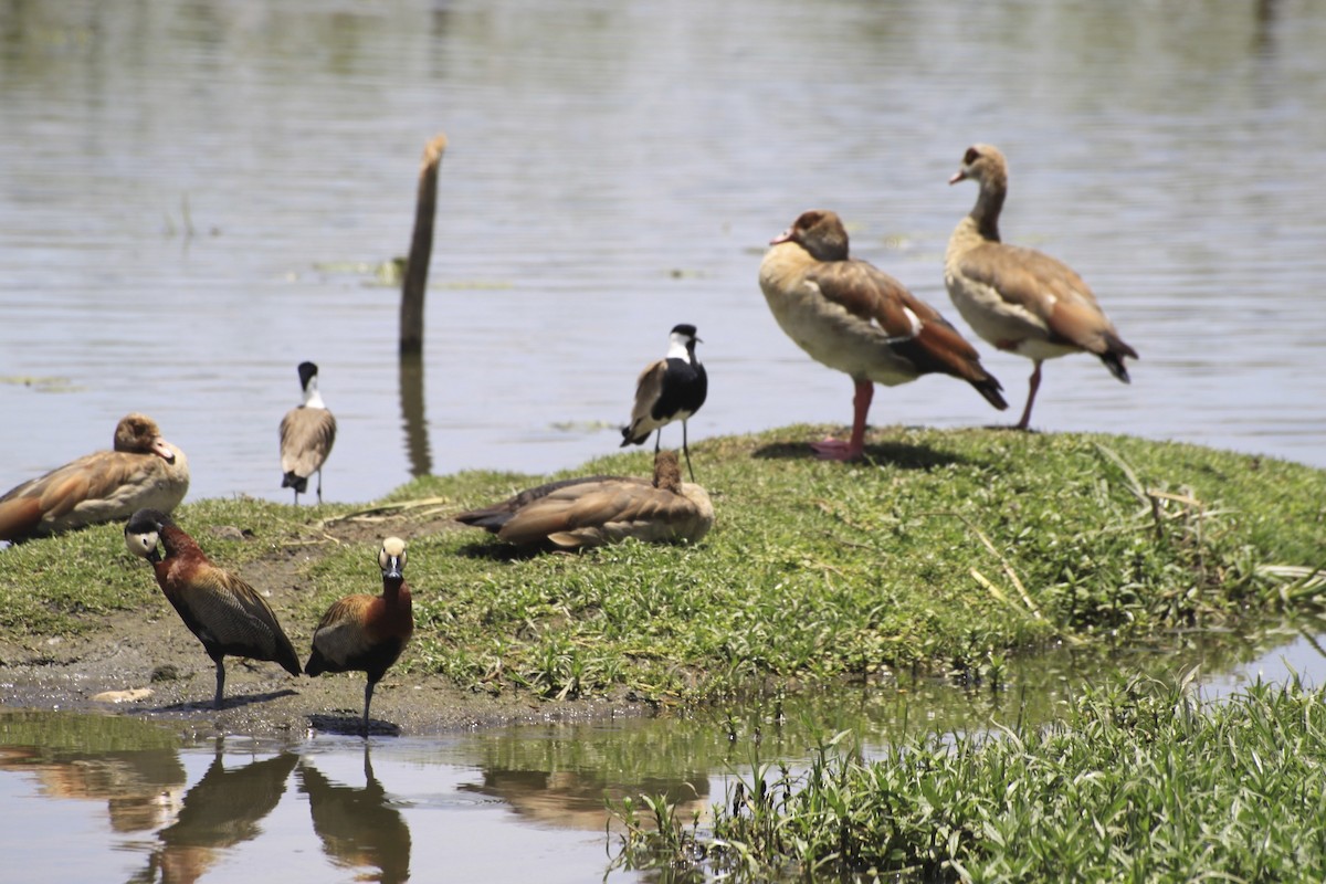 White-faced Whistling-Duck - Anonymous