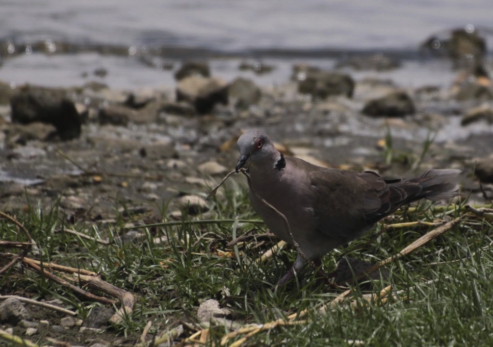Mourning Collared-Dove - ML360531031