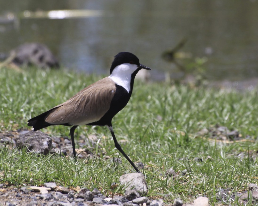 Spur-winged Lapwing - ML360531091