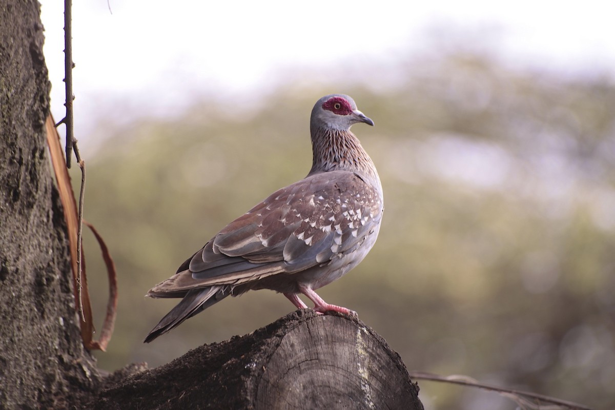 Speckled Pigeon - ML360532031