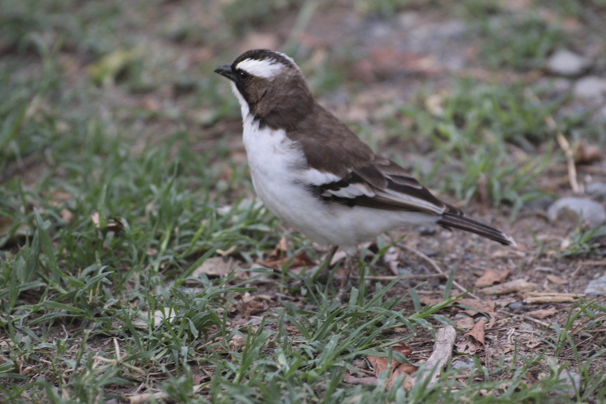 White-browed Sparrow-Weaver - Anonymous
