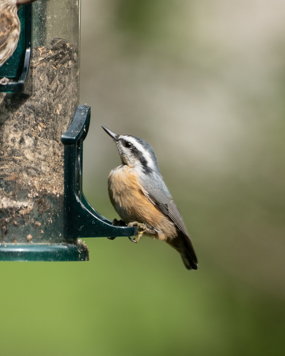 Red-breasted Nuthatch - ML360533101