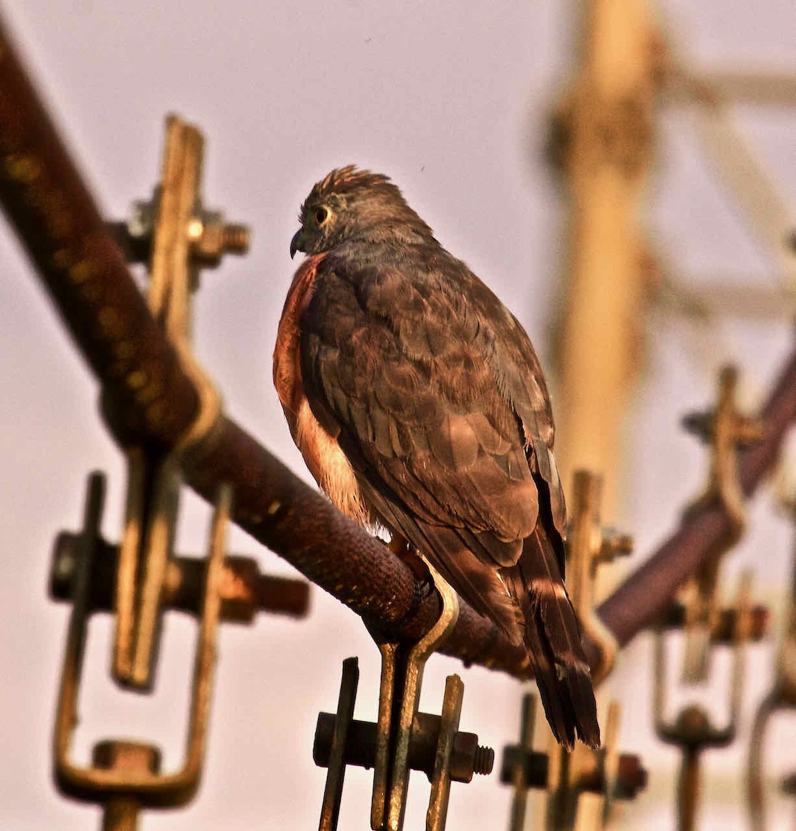Double-toothed Kite - Paul Petrus