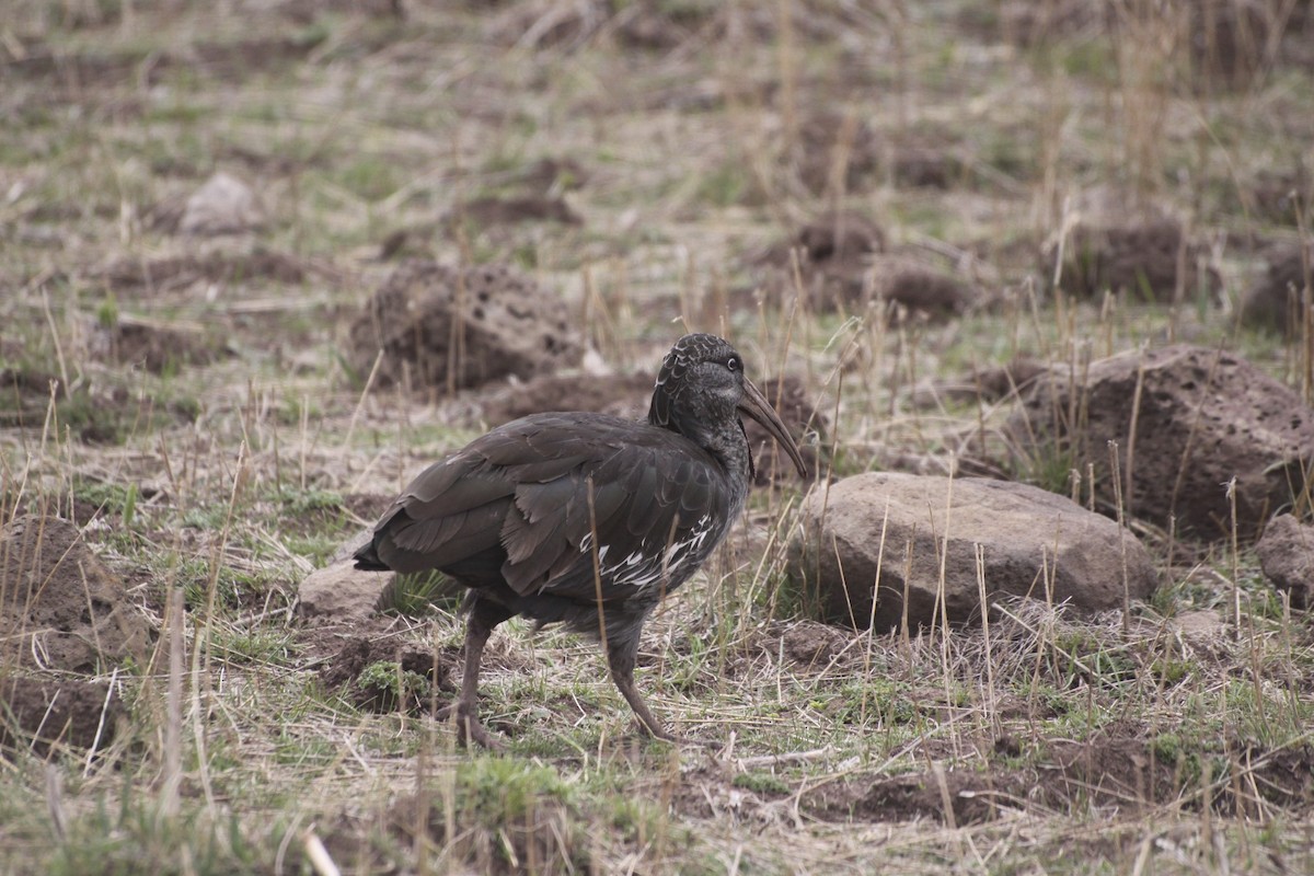 ibis etiopský - ML360536641
