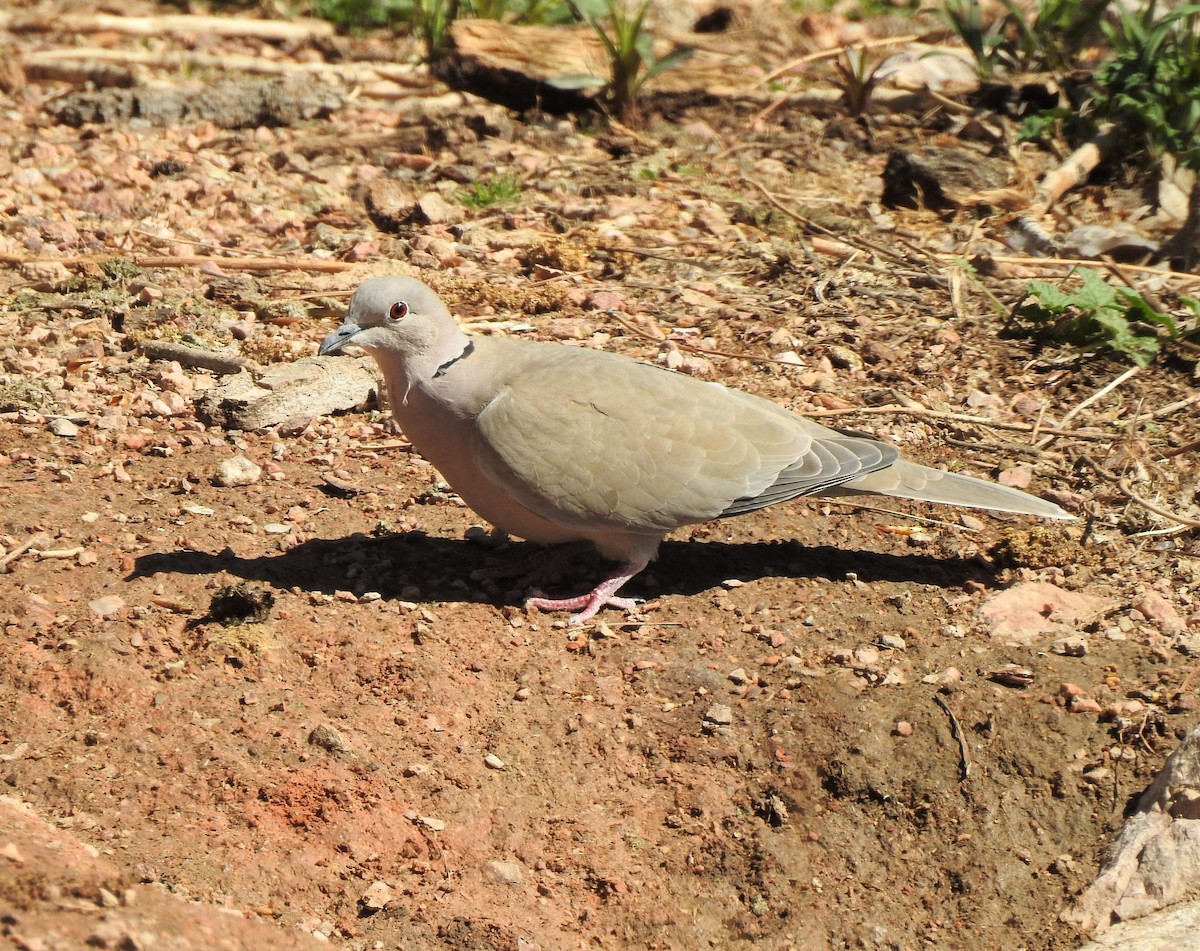 Eurasian Collared-Dove - ML360537021