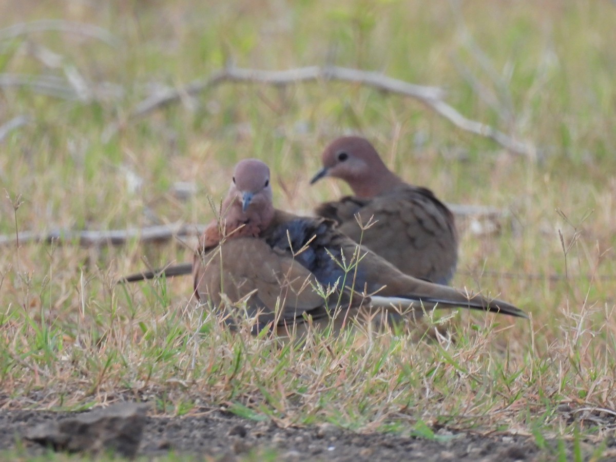Laughing Dove - ML360537381