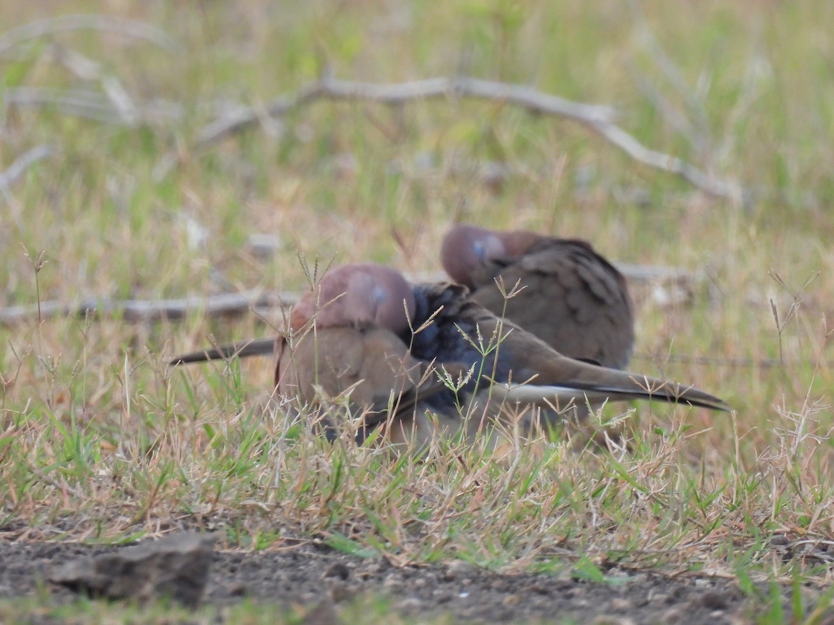 Laughing Dove - ML360537401