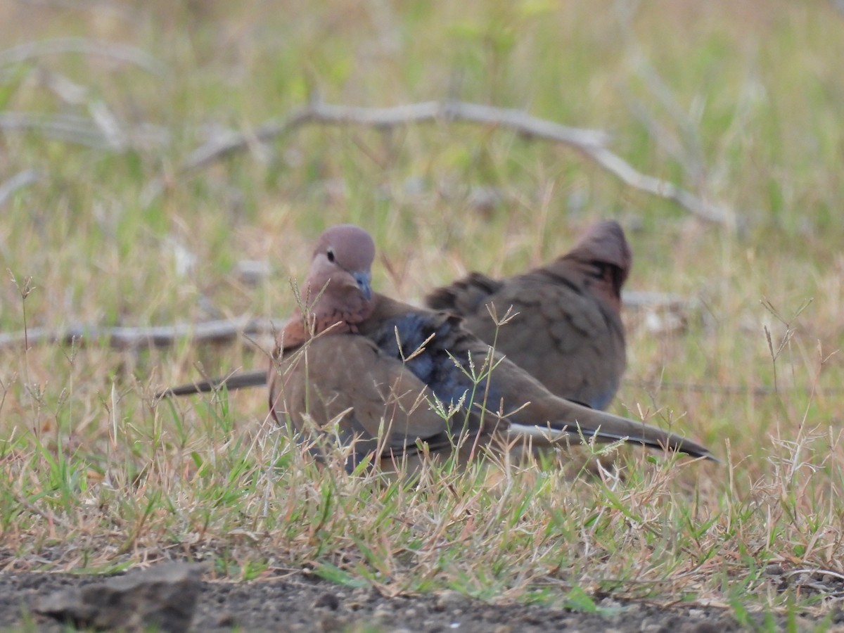 Laughing Dove - ML360537451