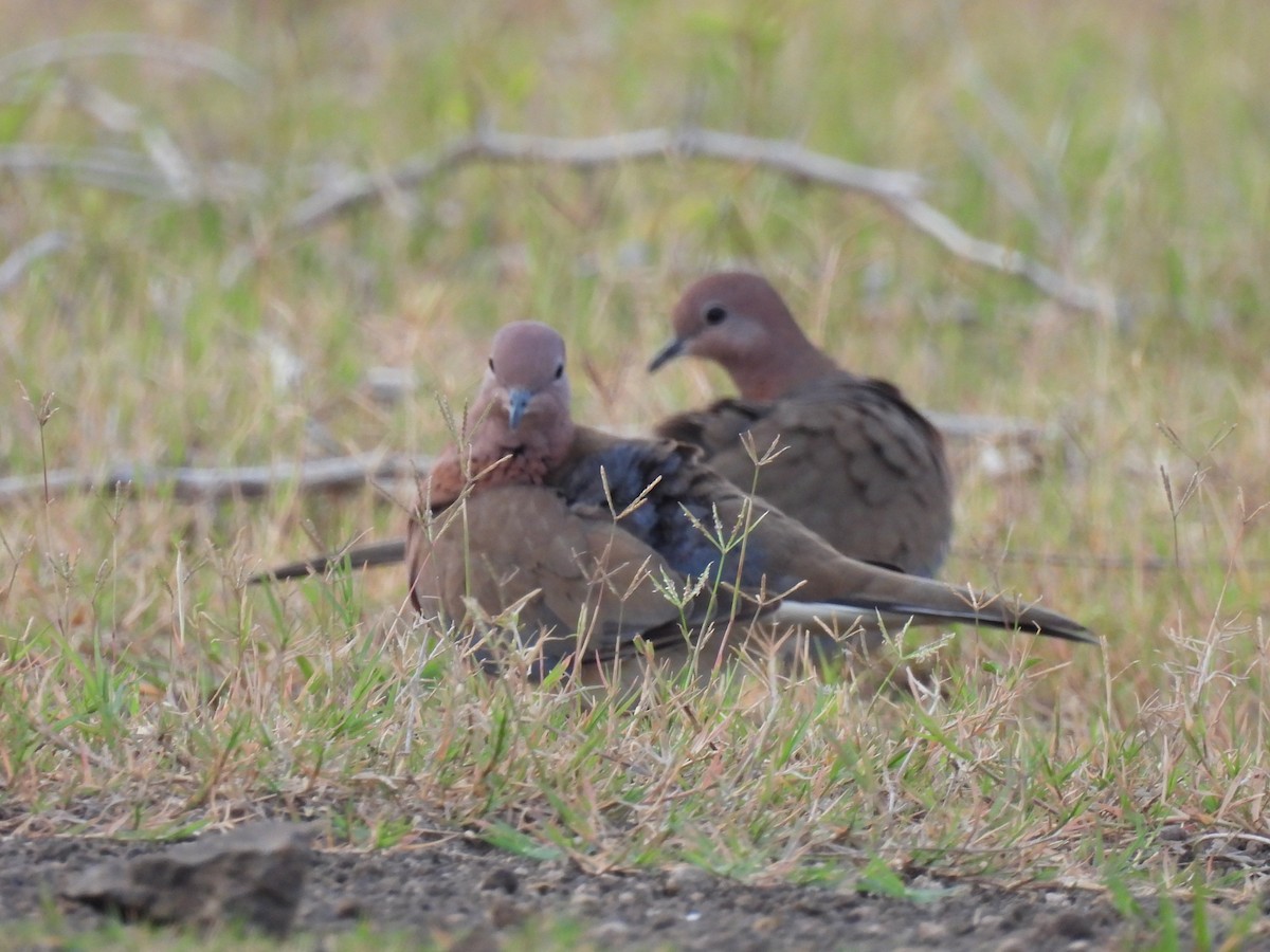 Laughing Dove - ML360537461
