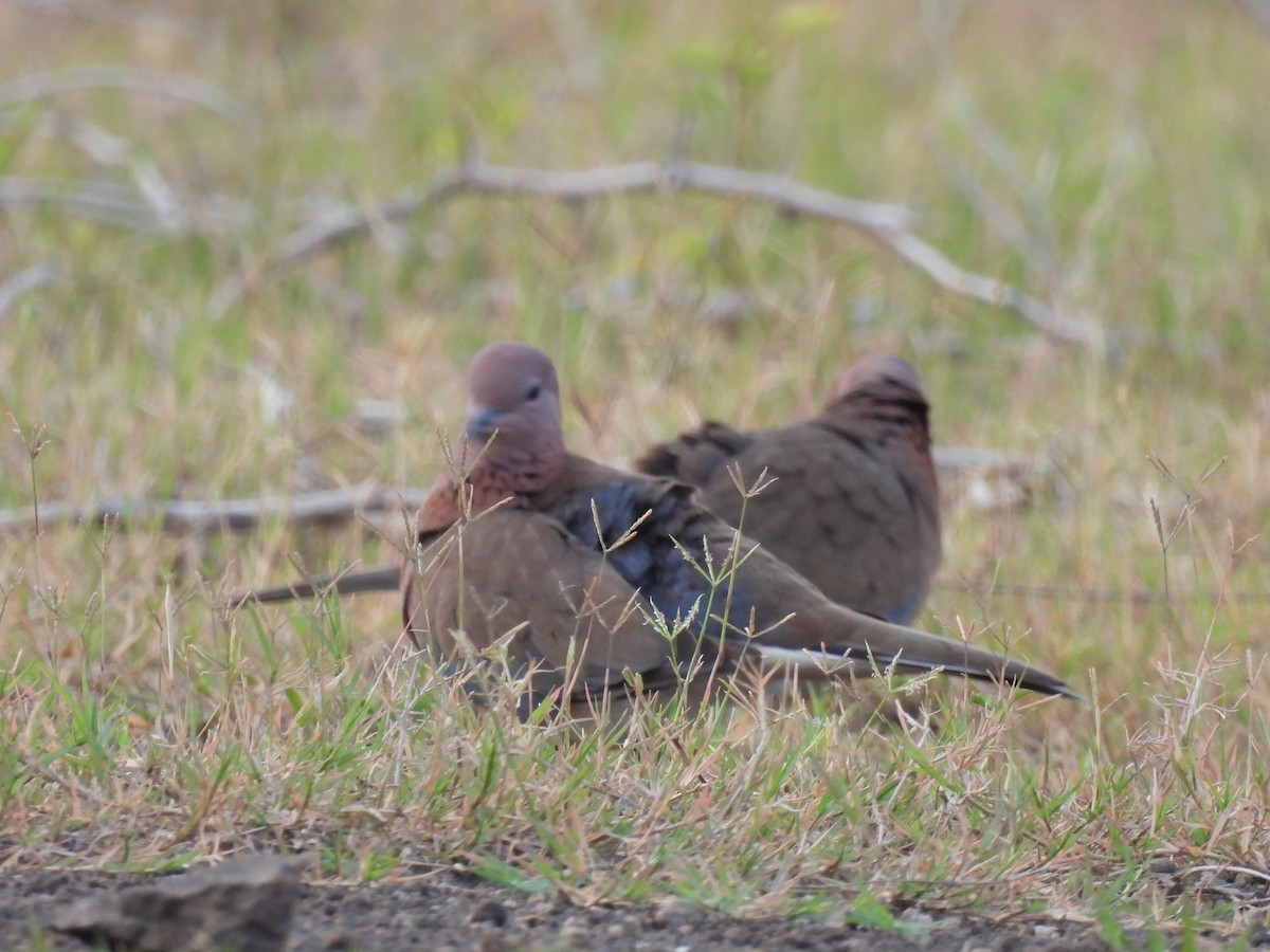 Laughing Dove - ML360537491