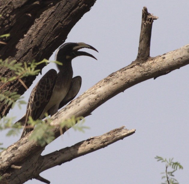 African Gray Hornbill - ML360538941