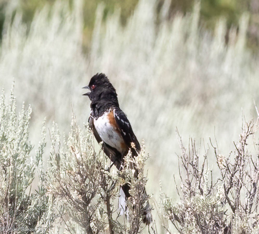 Spotted Towhee - ML360543691