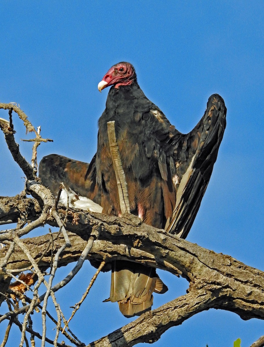 Turkey Vulture - ML360548981
