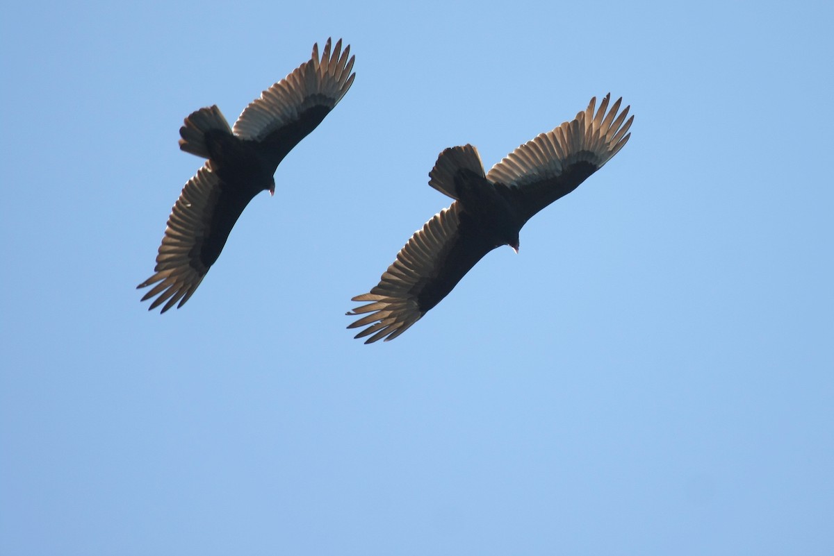 Turkey Vulture - ML36055061