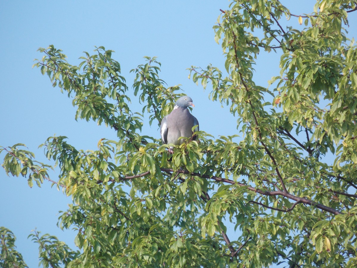 Common Wood-Pigeon - Kasun Bodawatta