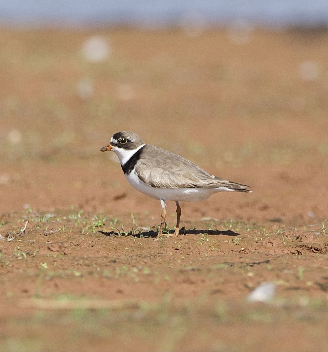 Semipalmated Plover - ML360557851
