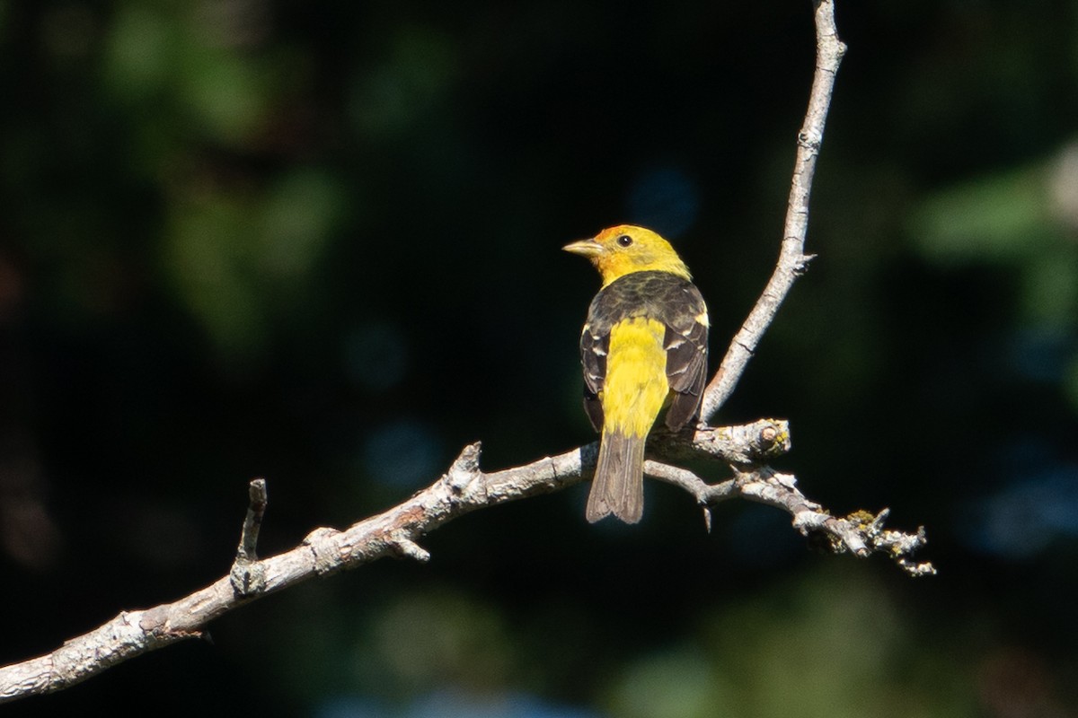 Western Tanager - ML360558501