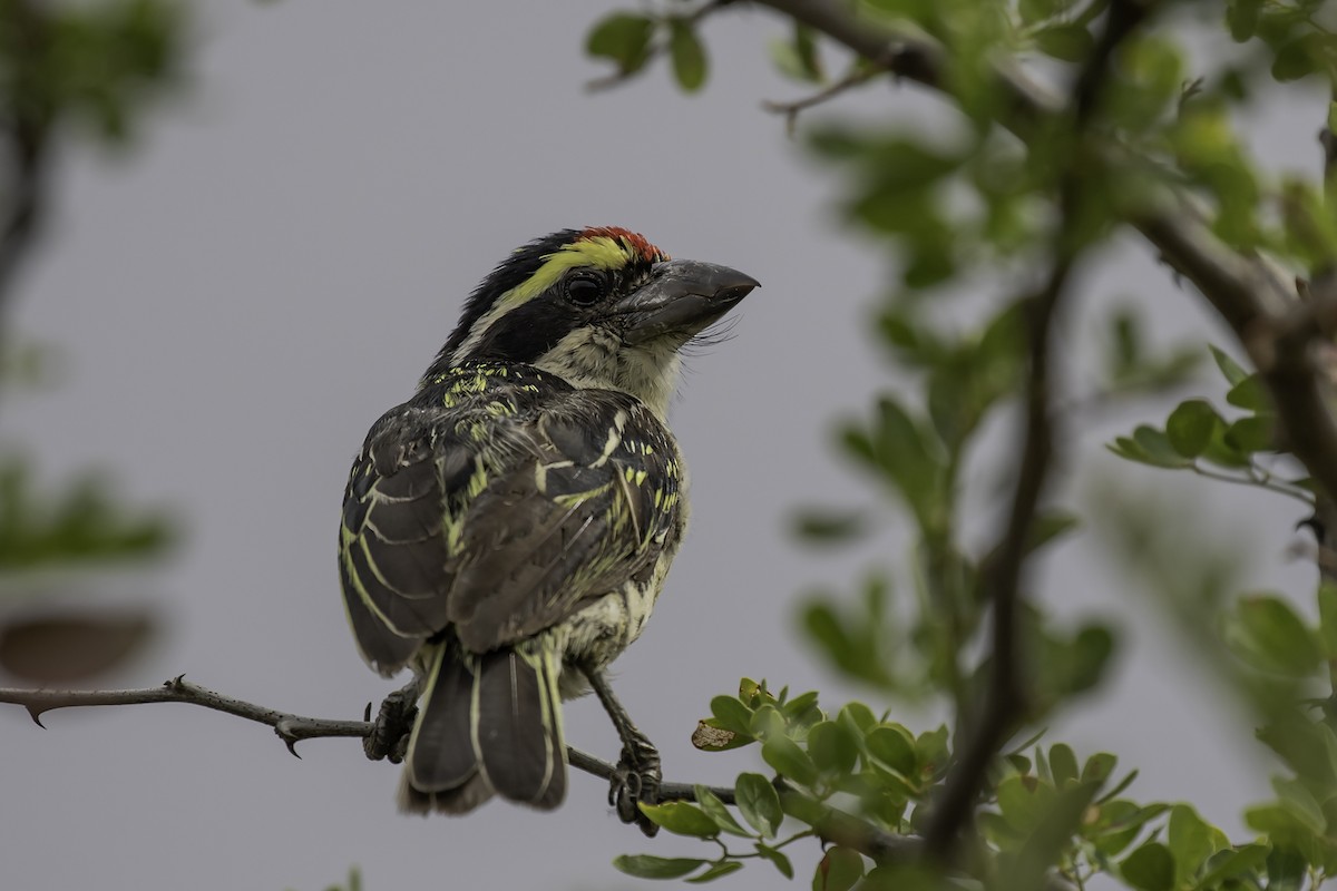 Red-fronted Barbet - ML360563561