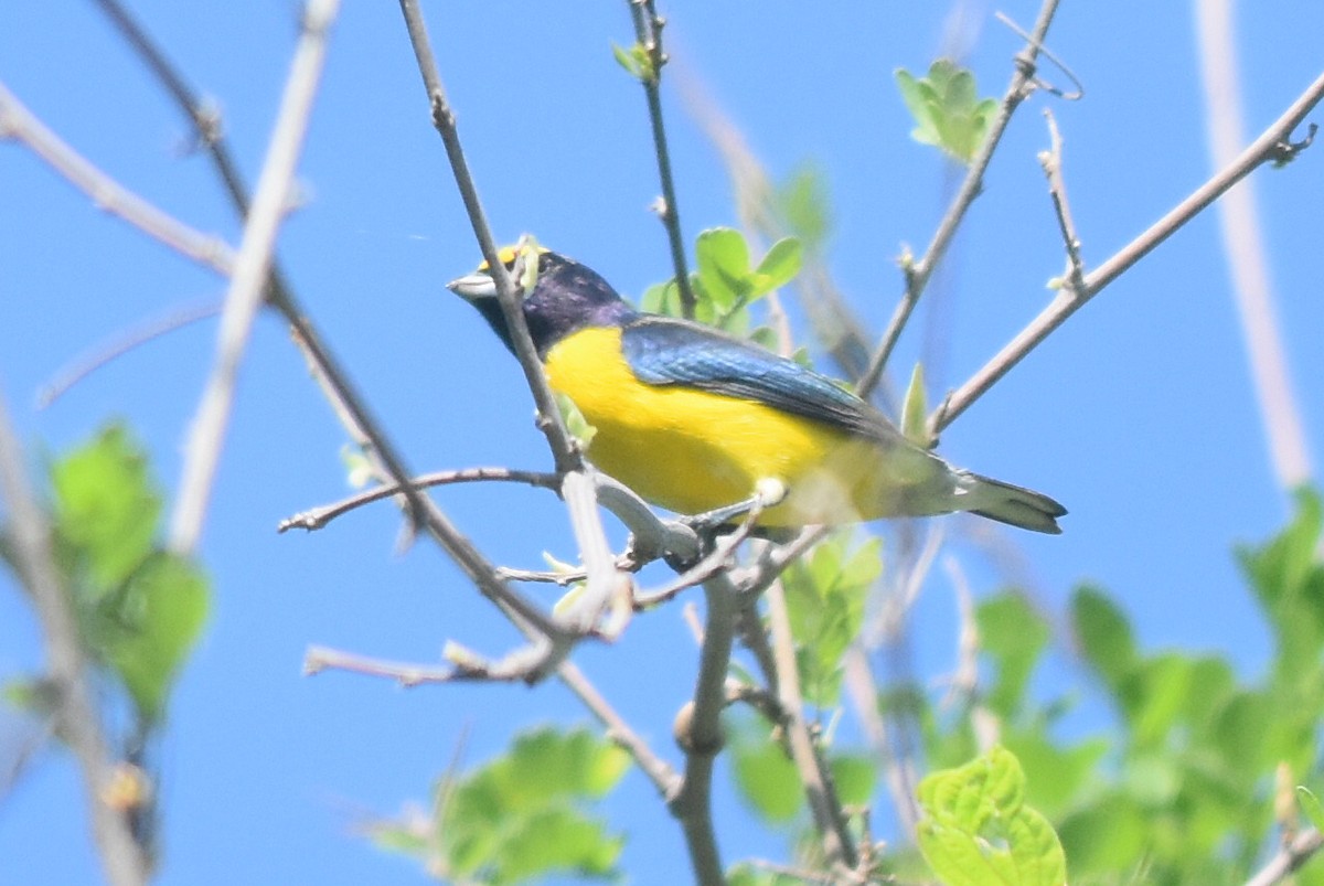 West Mexican Euphonia - Caleb Strand