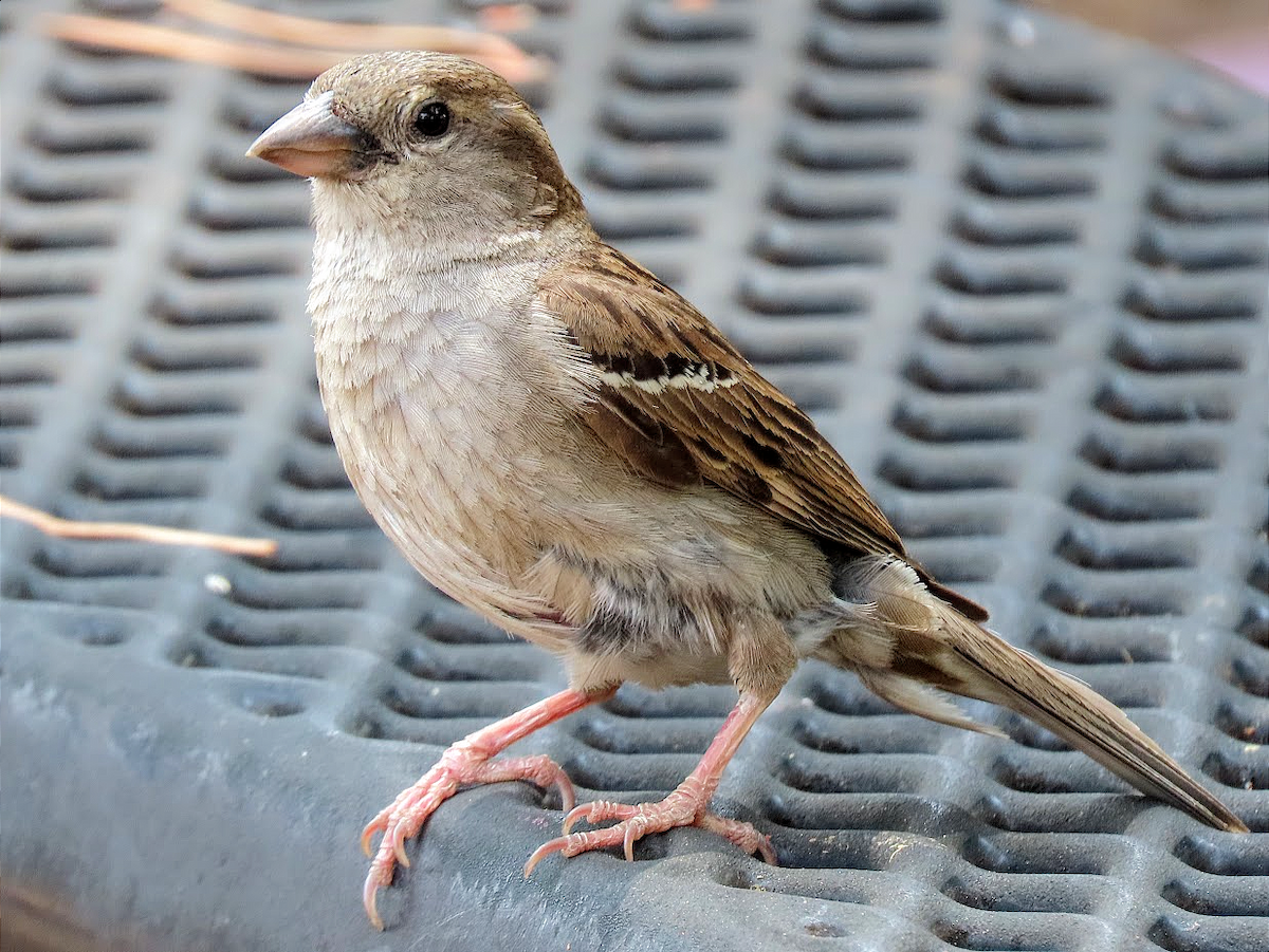 House Sparrow - Long-eared Owl