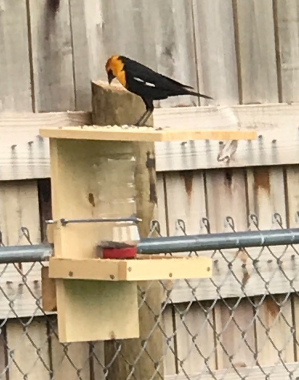 Yellow-headed Blackbird - ML360567291